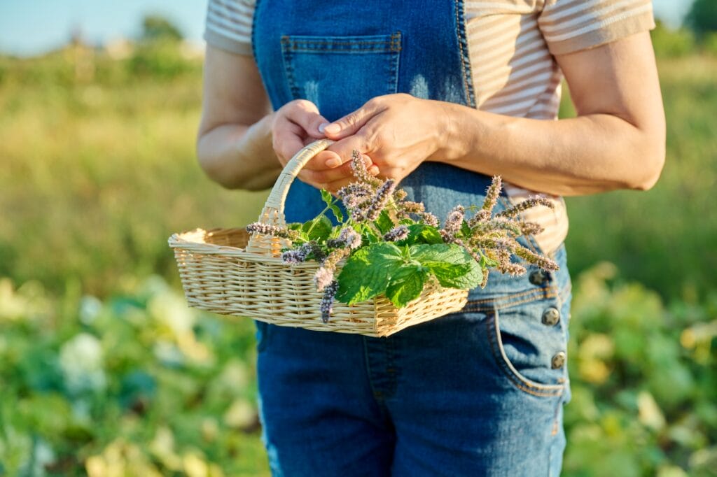 Branches of flowering mint in basket in hands of woman, harvest of herbs