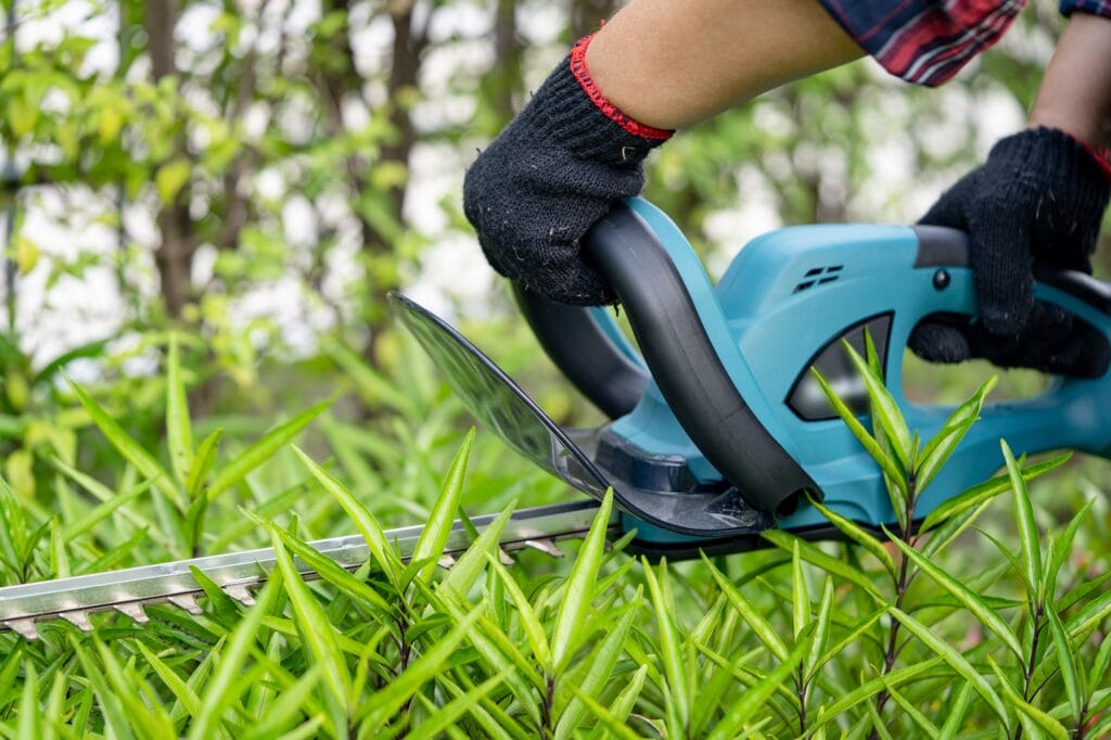 Gardener holding electric hedge trimmer to cut the treetop in garden.