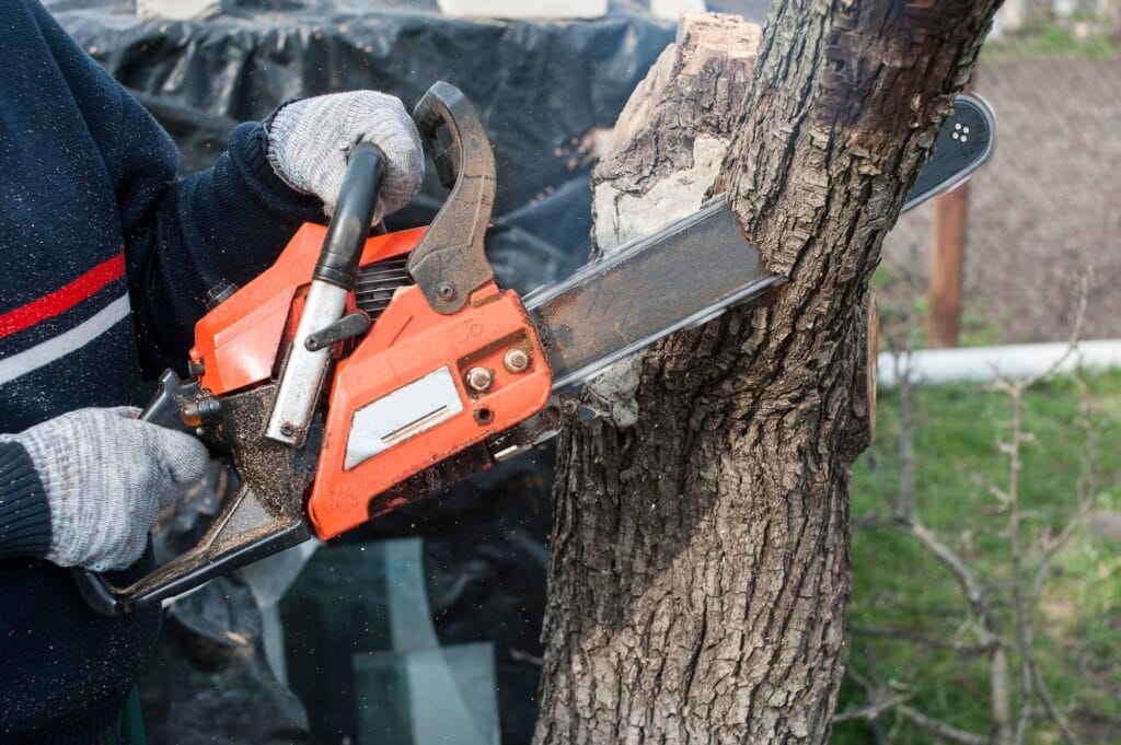 man sawing a tree with a chainsaw in the summer in nature