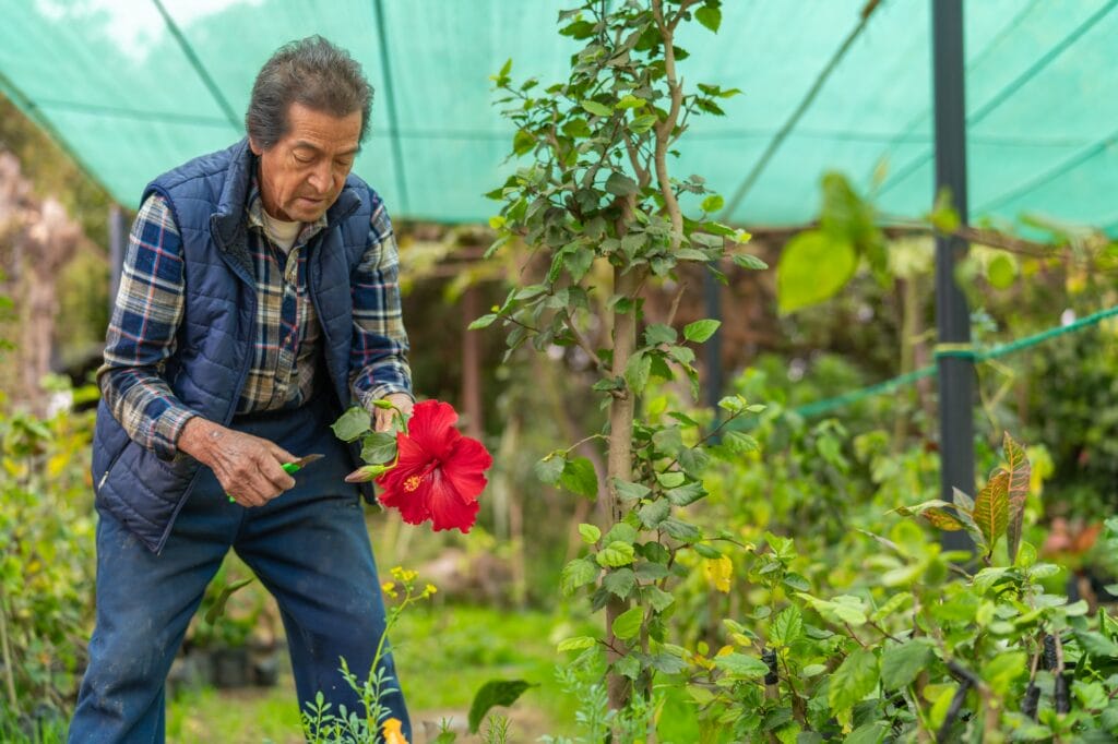Senior nurseryman grafting a red hibiscus flower in a greenhouse
